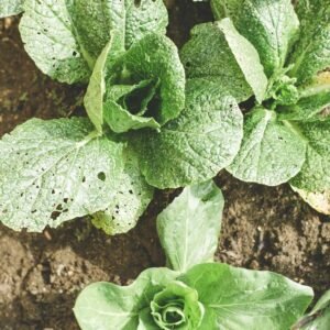 farming03 free img